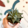 Haworthia limifolia 'Roux' - Sprouts of Bristol