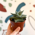 Haworthia limifolia 'Roux' - Sprouts of Bristol