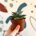 Haworthia limifolia 'Roux' - Sprouts of Bristol