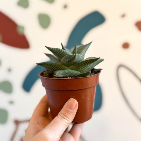 Haworthia limifolia 'Roux' - Sprouts of Bristol