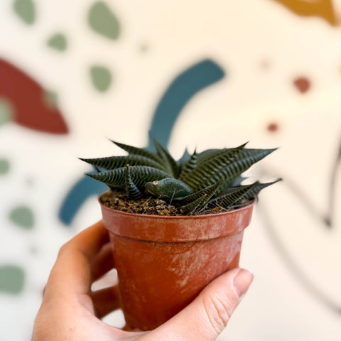 Haworthia limifolia ‘Twist’ - Sprouts of Bristol