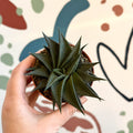 Haworthia limifolia ‘Twist’ - Sprouts of Bristol