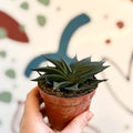 Haworthia limifolia ‘Twist’ - Sprouts of Bristol
