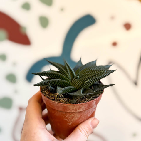 Haworthia limifolia ‘Twist’ - Sprouts of Bristol
