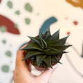 Haworthia limifolia ‘Twist’ - Sprouts of Bristol
