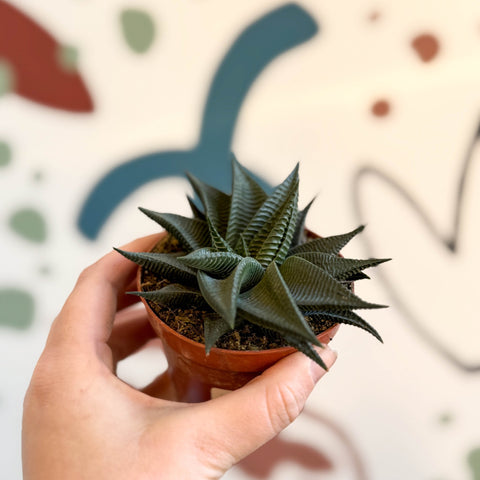 Haworthia limifolia ‘Twist’ - Sprouts of Bristol