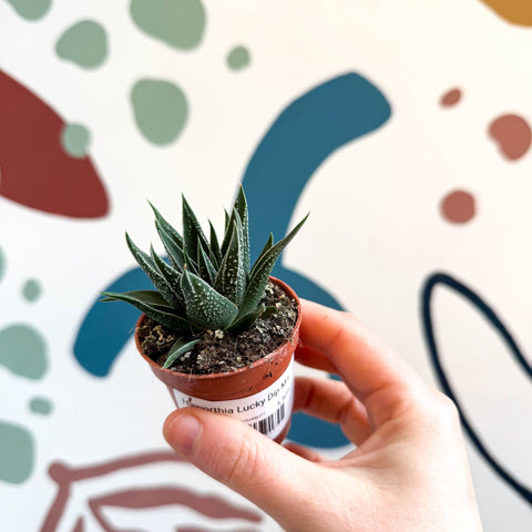 Haworthia Lucky Dip Mix - Sprouts of Bristol