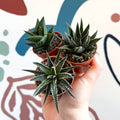 Haworthia Lucky Dip Mix - Sprouts of Bristol