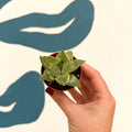 Haworthia retusa 'White Ghost' - Sprouts of Bristol