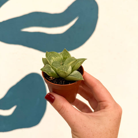Haworthia retusa 'White Ghost' - Sprouts of Bristol