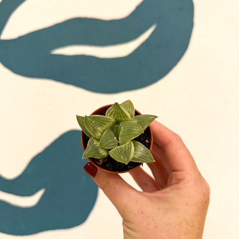Haworthia retusa 'White Ghost' - Sprouts of Bristol