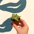 Haworthia retusa 'White Ghost' - Sprouts of Bristol