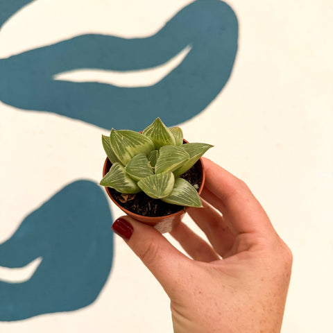 Haworthia retusa 'White Ghost' - Sprouts of Bristol