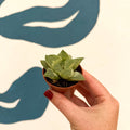 Haworthia retusa 'White Ghost' - Sprouts of Bristol