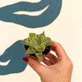 Haworthia retusa 'White Ghost' - Sprouts of Bristol