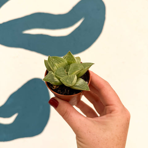 Haworthia retusa 'White Ghost' - Sprouts of Bristol