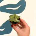 Haworthia retusa 'White Ghost' - Sprouts of Bristol