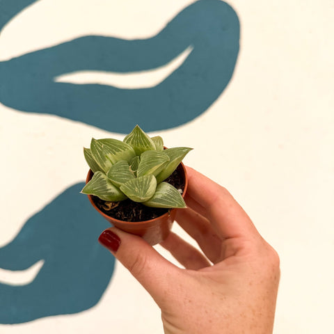 Haworthia retusa 'White Ghost' - Sprouts of Bristol