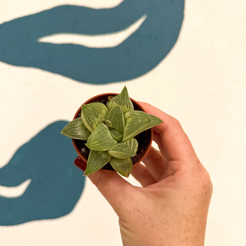 Haworthia retusa 'White Ghost' - Sprouts of Bristol