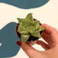 Haworthia retusa 'White Ghost' - Sprouts of Bristol