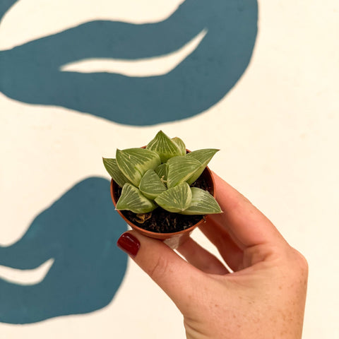 Haworthia retusa 'White Ghost' - Sprouts of Bristol