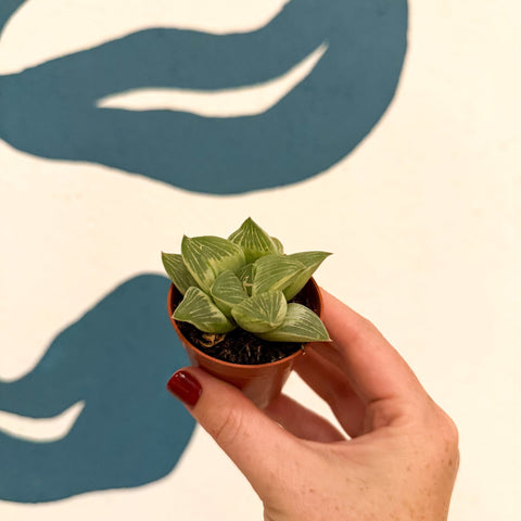 Haworthia retusa 'White Ghost' - Sprouts of Bristol
