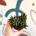 Haworthiopsis coarctata - Sprouts of Bristol