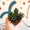 Haworthiopsis coarctata - Sprouts of Bristol
