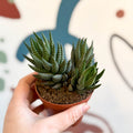 Haworthiopsis coarctata - Sprouts of Bristol