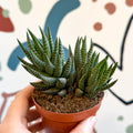 Haworthiopsis coarctata - Sprouts of Bristol