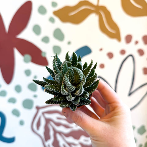 Haworthiopsis fasciata – Zebra Haworthia - Sprouts of Bristol