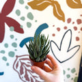 Haworthiopsis fasciata – Zebra Haworthia - Sprouts of Bristol