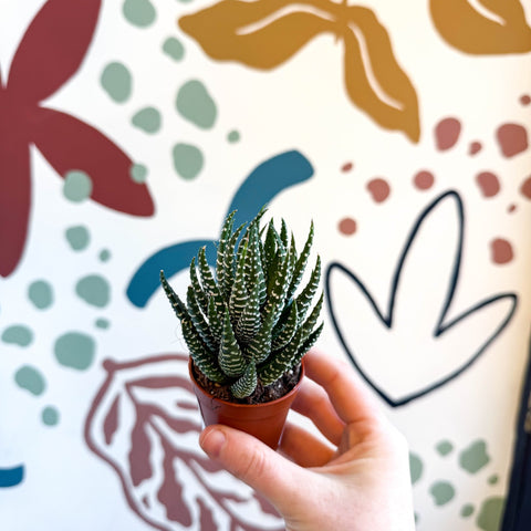 Haworthiopsis fasciata – Zebra Haworthia - Sprouts of Bristol