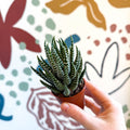 Haworthiopsis fasciata – Zebra Haworthia - Sprouts of Bristol