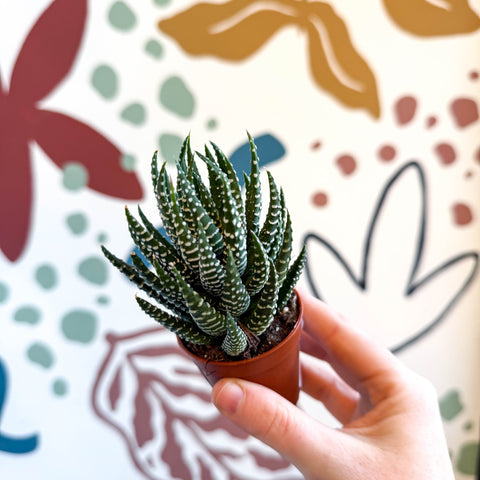 Haworthiopsis fasciata – Zebra Haworthia - Sprouts of Bristol