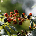 Hawthorn & Berries Scented Tin Candle - Sprouts of Bristol