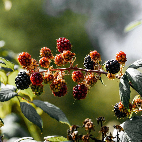 Hawthorn & Berries Scented Tin Candle - Sprouts of Bristol