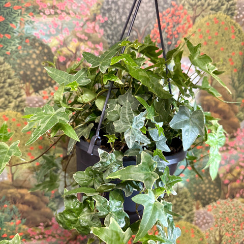 Hedera helix 'Mona Lisa' - English Ivy - Sprouts of Bristol