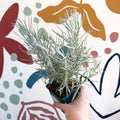 Helichrysum italicum - Curry Plant - Cotswolds Grown Culinary Herbs - Sprouts of Bristol