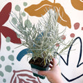 Helichrysum italicum - Curry Plant - Cotswolds Grown Culinary Herbs - Sprouts of Bristol