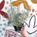 Helichrysum italicum - Curry Plant - Cotswolds Grown Culinary Herbs - Sprouts of Bristol