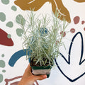 Helichrysum italicum - Curry Plant - Cotswolds Grown Culinary Herbs - Sprouts of Bristol