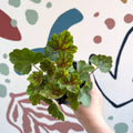 Heuchera americana 'Marvelous Marble' - British Grown Herbaceous Perennial - Sprouts of Bristol