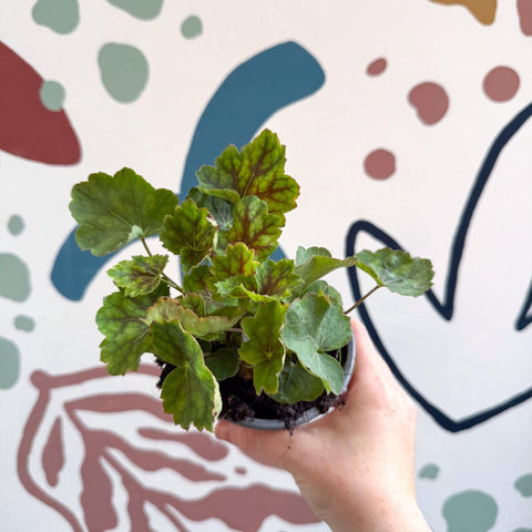 Heuchera americana 'Marvelous Marble' - British Grown Herbaceous Perennial - Sprouts of Bristol