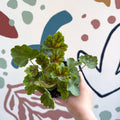 Heuchera americana 'Marvelous Marble' - British Grown Herbaceous Perennial - Sprouts of Bristol
