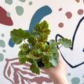 Heuchera americana 'Marvelous Marble' - British Grown Herbaceous Perennial - Sprouts of Bristol