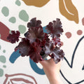 Heuchera americana 'Melting Fire' - British Grown Herbaceous Perennial - Sprouts of Bristol