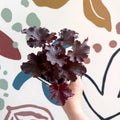 Heuchera americana 'Melting Fire' - British Grown Herbaceous Perennial - Sprouts of Bristol