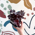 Heuchera americana 'Melting Fire' - British Grown Herbaceous Perennial - Sprouts of Bristol