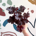 Heuchera americana 'Melting Fire' - British Grown Herbaceous Perennial - Sprouts of Bristol
